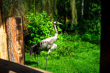 Crane in the Bavarian Forests Germany