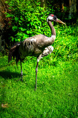 Crane in the Bavarian Forests Germany