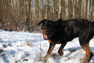 Ein Rottweiler spielt im kalten Winter im Schnee