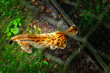  Lynx in an Enclosure in the Bavarian Forests Germany