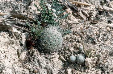 Turbinicarpus mandragora ssp. booleanus