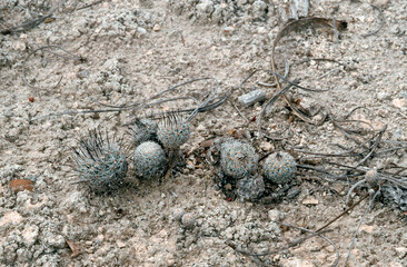 Turbinicarpus mandragora ssp. booleanus