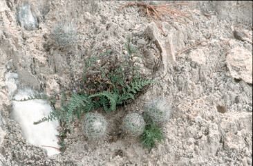 Turbinicarpus mandragora ssp. booleanus