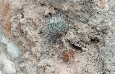 Turbinicarpus mandragora ssp. booleanus