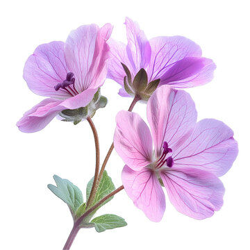 Delicate Pink Geranium Flowers, Botanical Bloom, Natures Beauty
