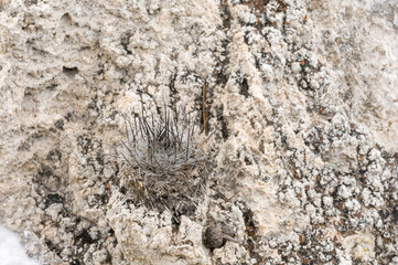 Turbinicarpus mandragora ssp. booleanus