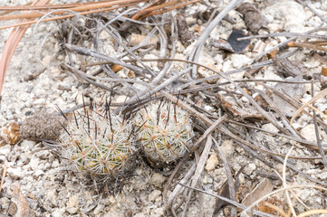 Turbinicarpus mandragora ssp. booleanus