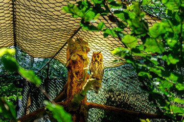 Owl in an Enclosure in the Bavarian Forests Germany