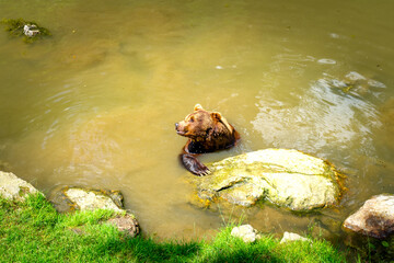 Brown Bears bathing in a Pond in the Bavarian Forests Germany