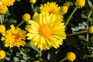 あかぼり小菊の里　小菊　こぎく　コギク