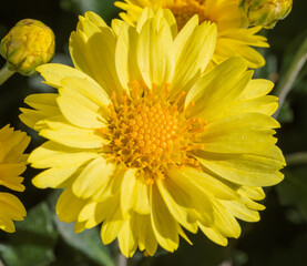 あかぼり小菊の里　小菊　こぎく　コギク