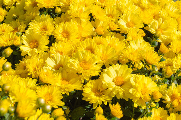 あかぼり小菊の里　小菊　こぎく　コギク