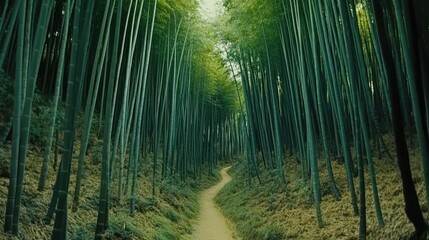 Fototapeta premium Serene Path Through Lush Green Bamboo Forest