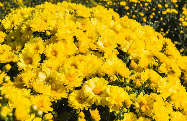 あかぼり小菊の里　小菊　こぎく　コギク