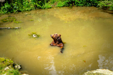 Brown Bears bathing in a Pond in the Bavarian Forests Germany