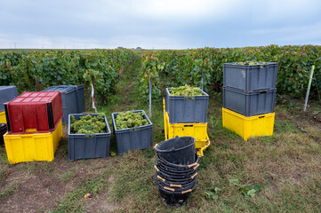 Harvest on grand cru vineyards near Ambonnay and Bouzy, region Champagne, France. Cultivation of white chardonnay wine grape, plastic boxes with cutted grape clusters