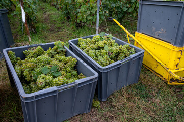 Harvest on grand cru vineyards near Ambonnay and Bouzy, region Champagne, France. Cultivation of...