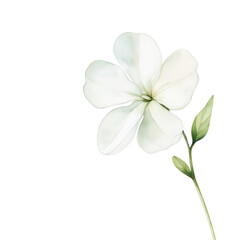 A white flower with green leaves