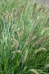 Pennisetum alopecuroides - garden decoration plant Fountain Grass