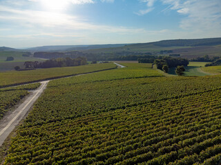 Aerial view on green premier and grand cru vineyards, rows of pinot noir and meunier grapes in Lal...
