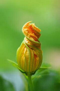 Zucchini Bl&uuml;te