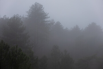 A serene foggy forest with trees fading into the mist. The soft light and dense fog create a tranquil, atmospheric, and mysterious ambiance, perfect for nature and landscape photography.