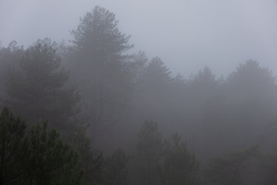 A serene foggy forest with trees fading into the mist. The soft light and dense fog create a tranquil, atmospheric, and mysterious ambiance, perfect for nature and landscape photography.