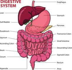 Illustration of human digestive system diagram