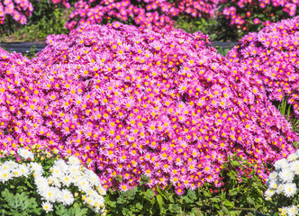 あかぼり小菊の里　小菊　こぎく　コギク