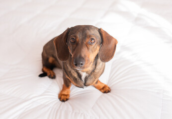 A brown dachshund sits on a light bed