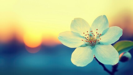 Obraz premium Serene Sunset Bloom Delicate Light Blue Flower at Golden Hour