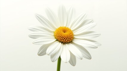 Naklejka premium Bright white daisy blooming elegantly against a soft, light background with vivid yellow center
