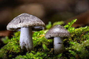 Beautiful closeup of forest mushrooms Cortinarius hemitrichus