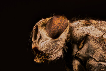 cabeza de mosca común macro extremo 