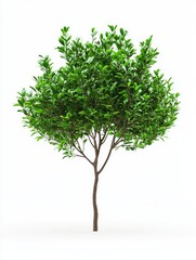 Obraz premium Small Tree with Green Leaves