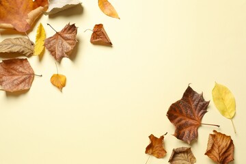 Various autumn leaves on color background