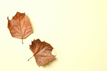 Various autumn leaves on color background
