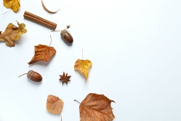 Various autumn leaves on white background