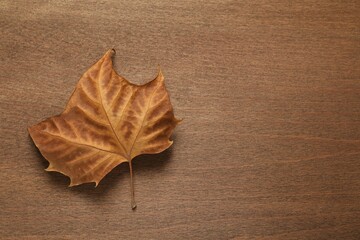 Autumn leaf on wooden background