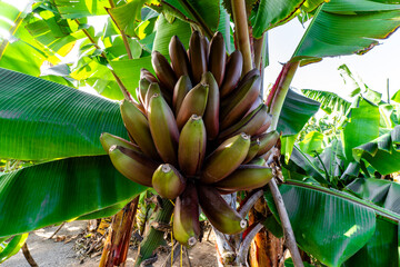 wild red banana fruit in green tree background