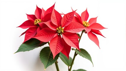 Bright red poinsettia blooms with vibrant leaves against a minimalistic background