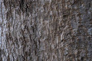 thin bark of a tree texture
