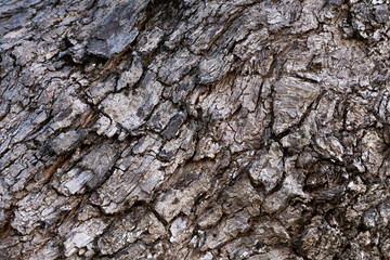 bark of tree texture