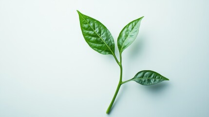 Fototapeta premium Single green leaf on white surface