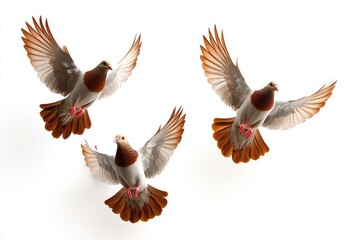 Fototapeta premium Majestic pigeons in flight outdoor setting bird photography bright background captivating action scene