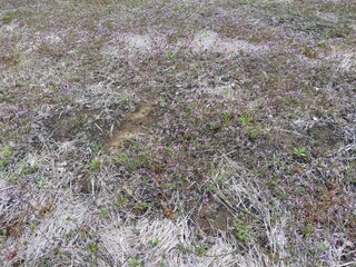 春の若葉の芽吹く野原風景