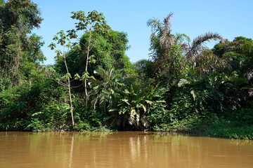 Obraz premium Tortuguero, Costa Rica - November 17, 2024 - jungle landscape in the Tortuguero channel 