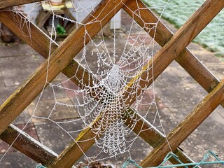 spinne und das netz
