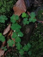 Close-Up of Green Clover Leaves in Forest