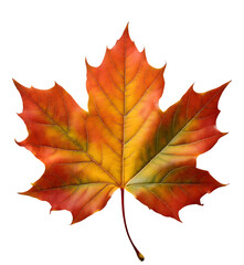 Obraz premium maple leaf isolated on white white background